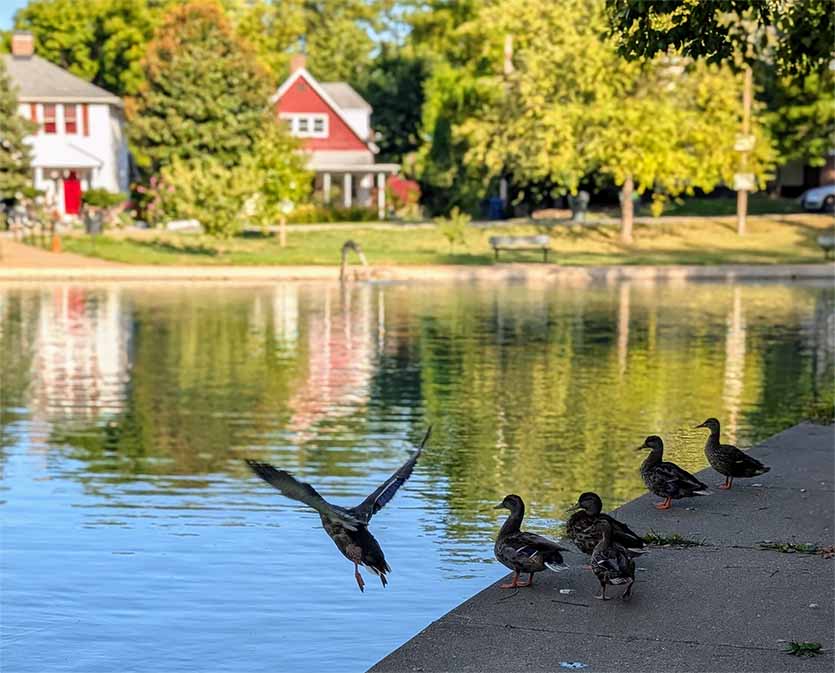 Ducks on Clifton Park Lake